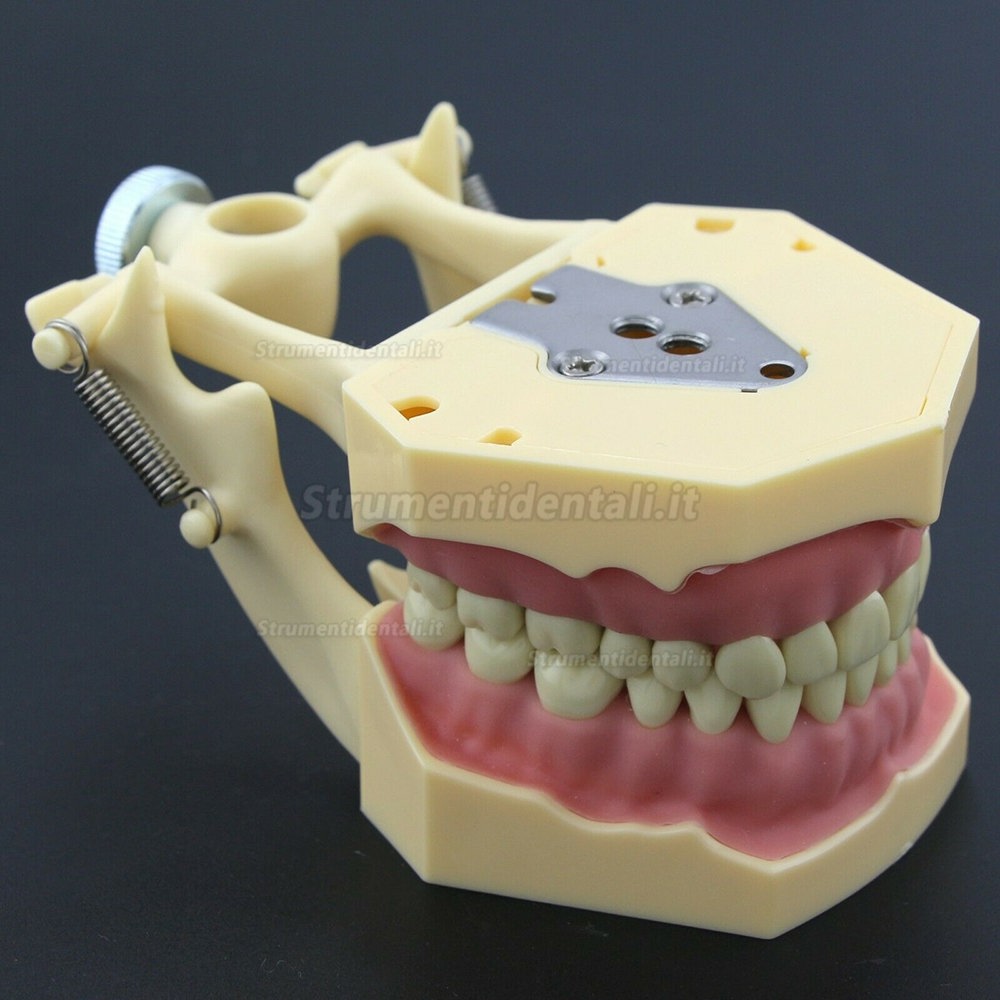 Dentale M8014-2 Typodont Restauro Modello Frasaco Ag3 Compatibile